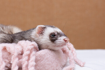 Wall Mural - The cute funny ferret portrait