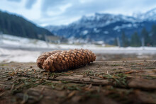 Detail Of Conifer Pine Cone In Winter - Murren, Switzerland.