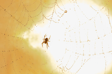 Spiders make webs. Wet spider web, with small spider on color background