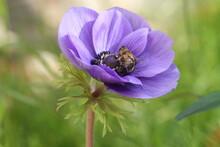 Purple Poppy Flower With Bee Pollenating It