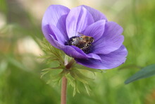 Purple Poppy Flower With Bee Pollenating It