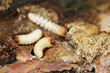 Longhorn beetle larvae in dead birch wood 