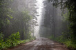 rainstorm in the forest