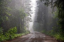 Rainstorm In The Forest