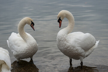 Wall Mural - swans on the lake