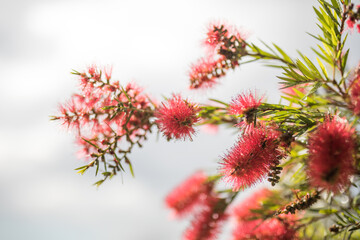 Wall Mural - Bottlebrush