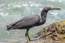 Pacific Reef Heron Tricky To Eat Along The Rocks Along The Sea. 
