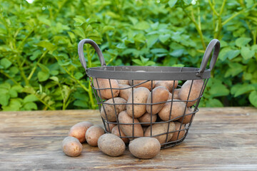 Wall Mural - Basket with raw gathered potatoes on table in field