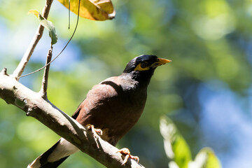 Wall Mural - Closeup of a Myna Bird on the branch of a tree.