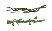 Climbing And Tangled Liana Long-stemmed Woody Vine Vector Set