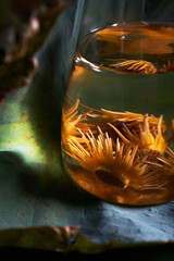 Poster - Closeup of freshly picked lotus for making tea. On the background of the lotus leaf