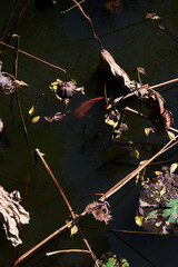 Poster - Closeup ruined lotus leaf background