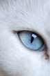 © kimberrywood - Eyes of Cat