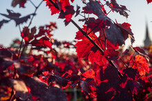 Red Vineyard Leaves