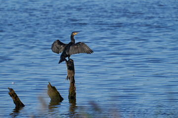 Sticker - Cormorant (Phalacrocorax carbo) with wings open standing on a wooden post on the Somerset Levels in Somerset, United Kingdom.