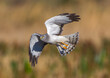 Beautiful male northern harrier - Circus hudsonius - marsh hawk, grey or gray ghost.  Hunting over meadow