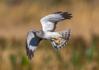 beautiful male northern harrier - circus hudsonius - marsh hawk, grey or gray ghost. hunting over me