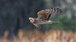 emale northern harrier - Circus hudsonius - in flight over field, evening yellow light