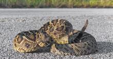 Eastern Diamond Back Rattlesnake - Crotalus Adamanteus - Coiled In Defensive Strike Pose With Tongue Out