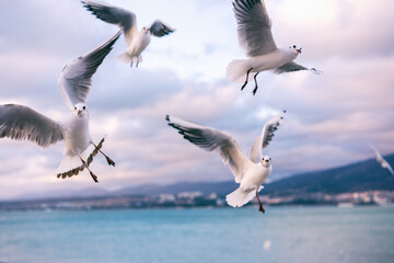 Wall Mural - Flying seagulls over the sea at sunset. Beautiful sea landscape