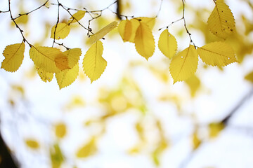 abstract autumn fall background leaves yellow nature october wallpaper seasonal