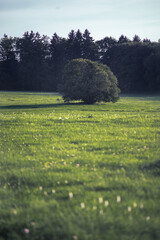 Poster - Vertical shot of a small tree in a field on a blue sky background