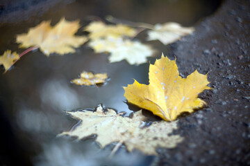 Wall Mural - Closeup Yellow autumn leaves lying in a puddle on a blurred background.