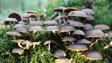 Fototapeta Tęcza - mushrooms in the forest