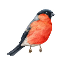 Bullfinch Bird Watercolor Illustration. Hand Drawn Bright Eurasian Avian. Small Cute Bullfinch Bird With Red Brest Feathers Element. Forest Little Songbird On White Background