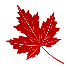 autumn red maple leaf isolated on white background.