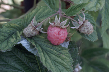Poster - Beautiful fresh red raspberries on a raspberry bush, on a farm. Background fresh's young berries.