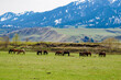 Snow mountain grassland horse herd cattle herd