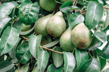 Beautiful fresh big  young pears growing on a tree. Close up.