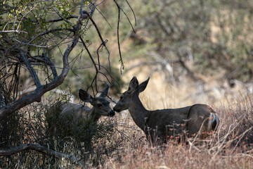 Two Mule Deer Sharing an Intimate Moment in the Shade of a Bush Nose to Nose