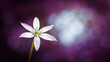Biały kwiat na fioletowym tle