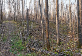 Wall Mural - A ravine in a deciduous forest, during late fall