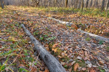 Wall Mural - Logs in a car track in a deciduous forest during late fall.