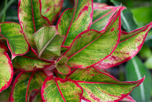 A Close-up Showing The Details Of The Aglaonema Plant's Leaves. They Are Known Commonly As Chinese Evergreens.