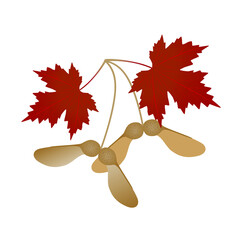 Wall Mural - maple fruits with leaves isolated on white background.