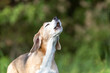 portrait of a howling beagle dog