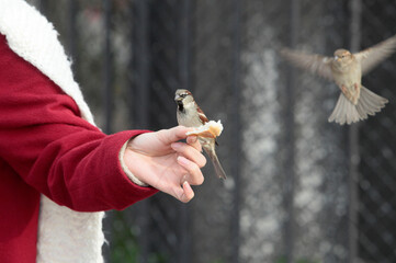 Wall Mural - Bird feeding in the street.  France.