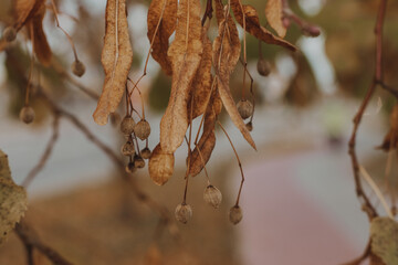 Wall Mural - leaves on the tree