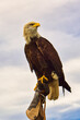 a bald eagle. detailed shot. graceful and proud bird.