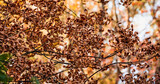 Fototapeta Kwiaty - autumn leaves background