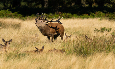 photo of an adult red deer mating with a doe during the rutting season in autumn.