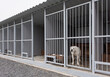 Dogs in enclosures. Center for keeping and protecting homeless animals.