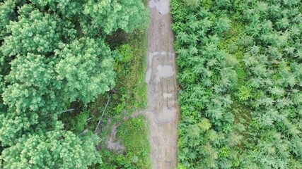 Wall Mural - Aerial top down shot following wet dirt road with puddles surrounded by green lush forest