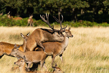 Photo Of An Adult Red Deer Mating With A Doe During The Rutting Season In Autumn.