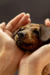 portrait of dachshund puppy with face in hands