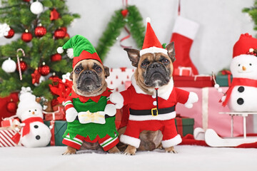 Wall Mural - Pair of festive French Bulldog dogs wearing funny Christmas costumes dressed up as Christmas elf and Santa Claus